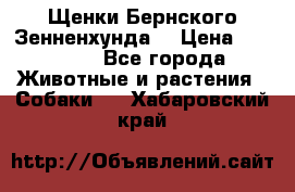 Щенки Бернского Зенненхунда  › Цена ­ 40 000 - Все города Животные и растения » Собаки   . Хабаровский край